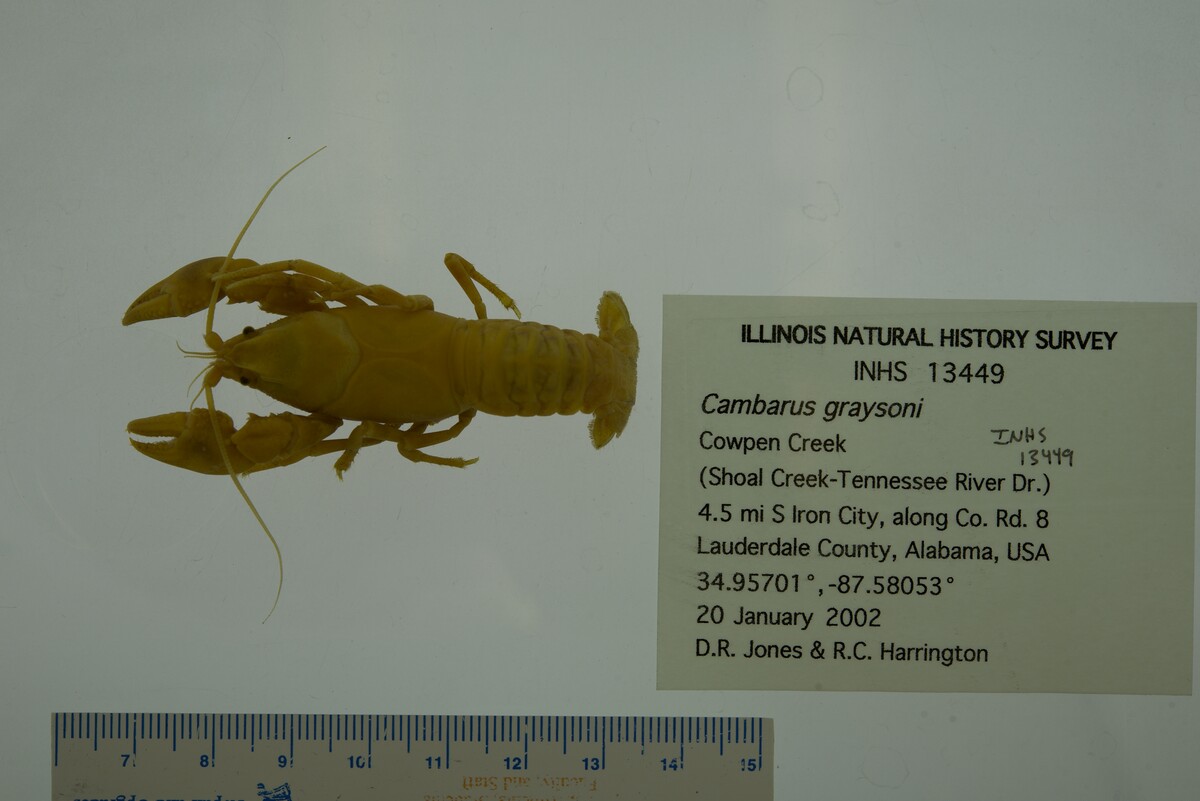 Cambarus graysoni image